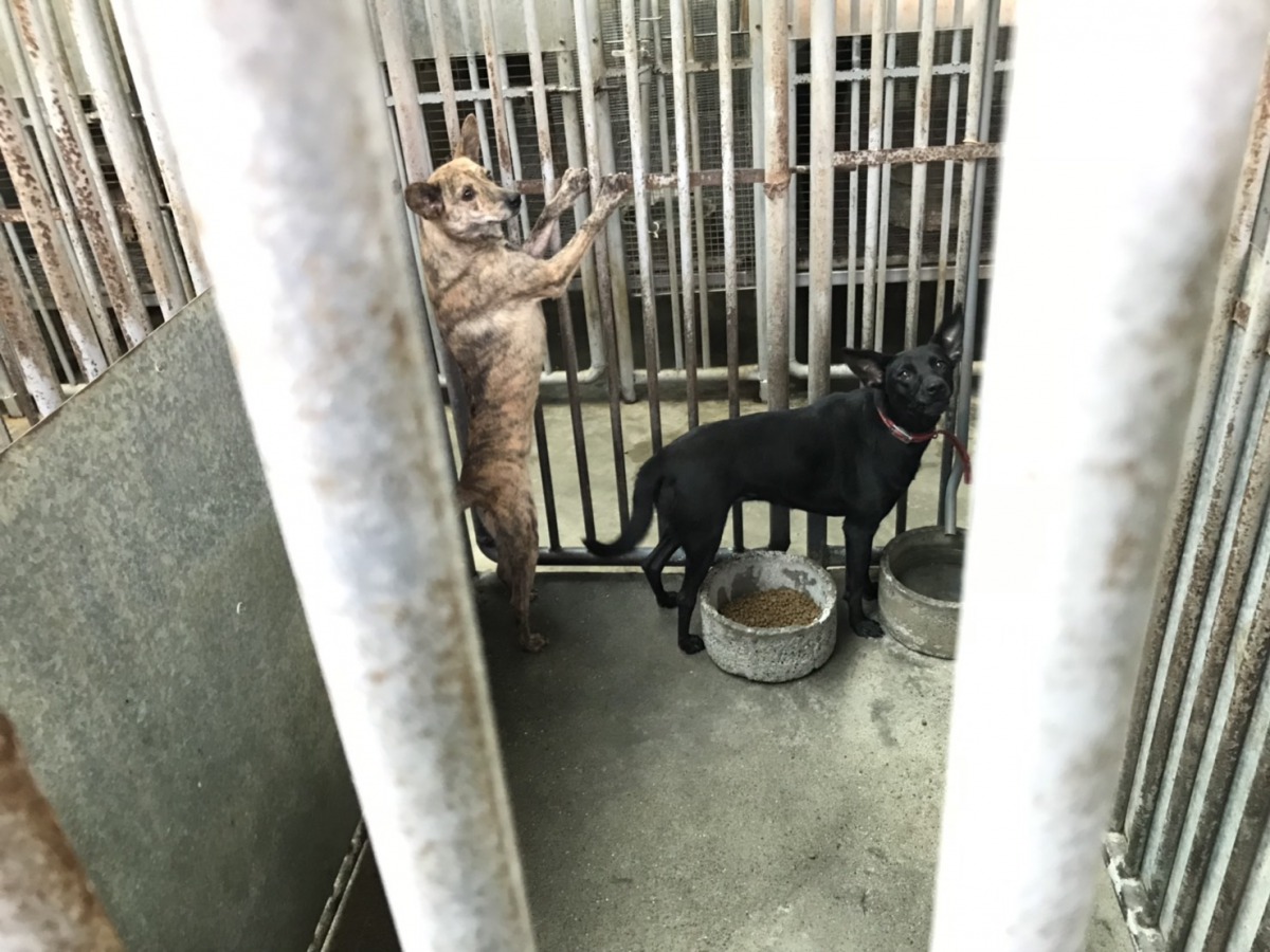 彰化縣流浪動物之家長期處於接近爆滿的狀態。 姚崇仁/攝