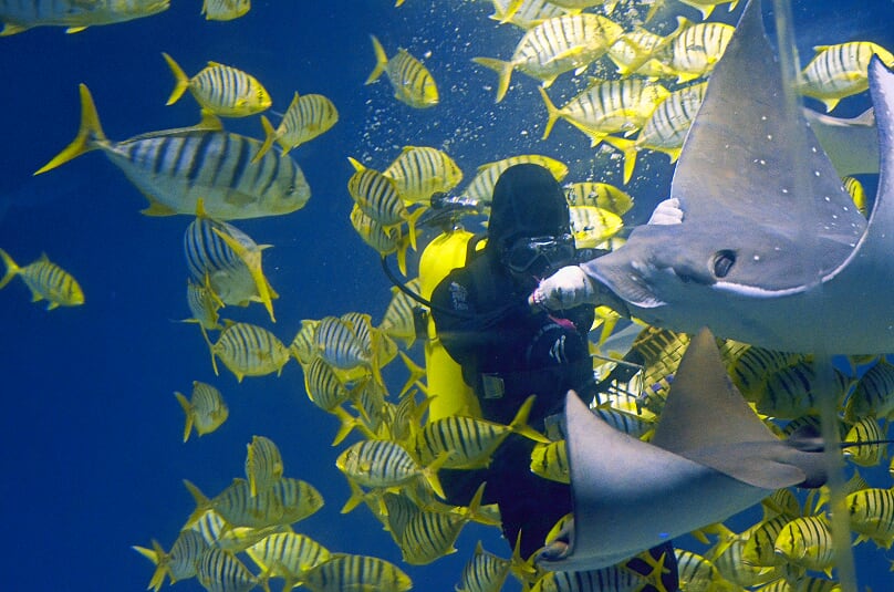 眼斑鴨嘴燕魟看到飼育員時會主動討食。屏東海生館/提供