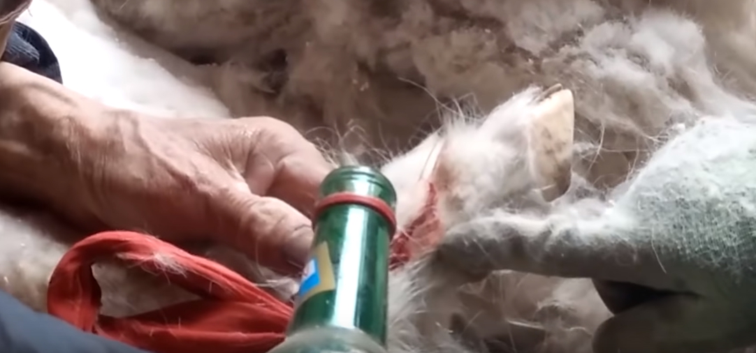 山羊受傷時只會在傷口上倒酒。亞洲善待動物組織/提供