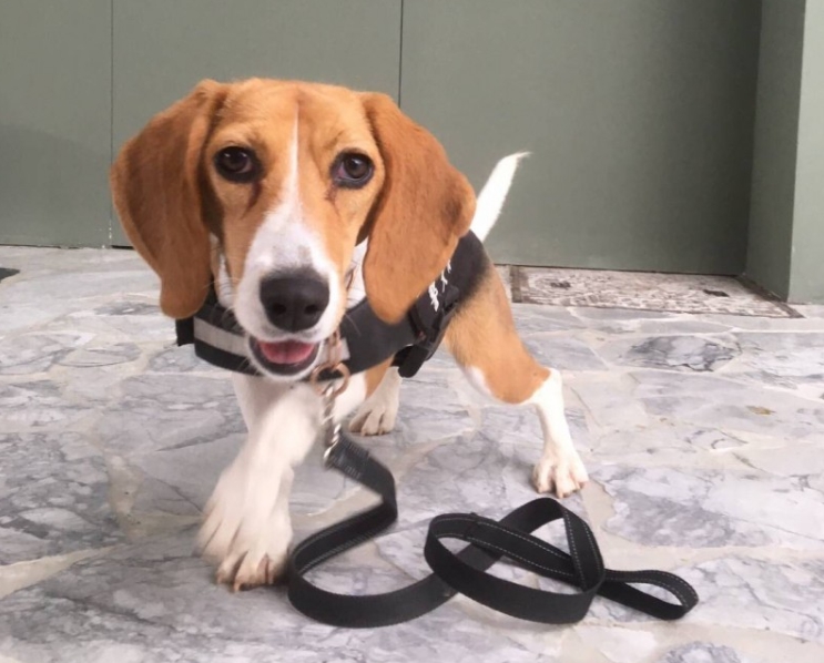 年僅11個月大的「CHOCO」首次出任務就建功。 台中市警察局/提供