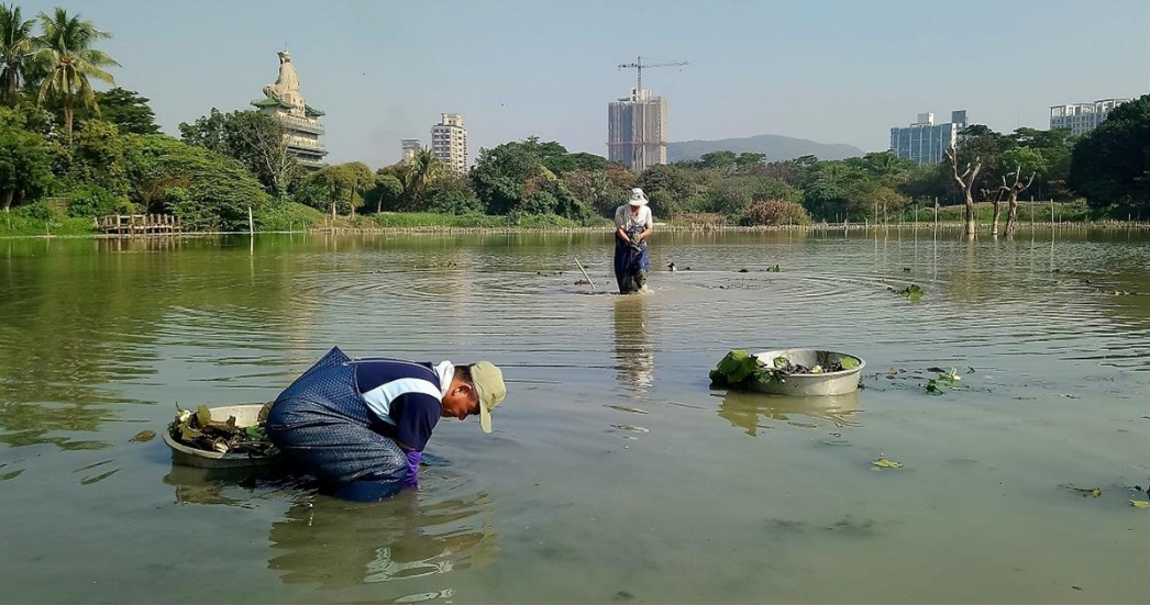 養工處團隊盡可能營造浮葉環境供水雉築巢。 台灣濕地保護聯盟/提供