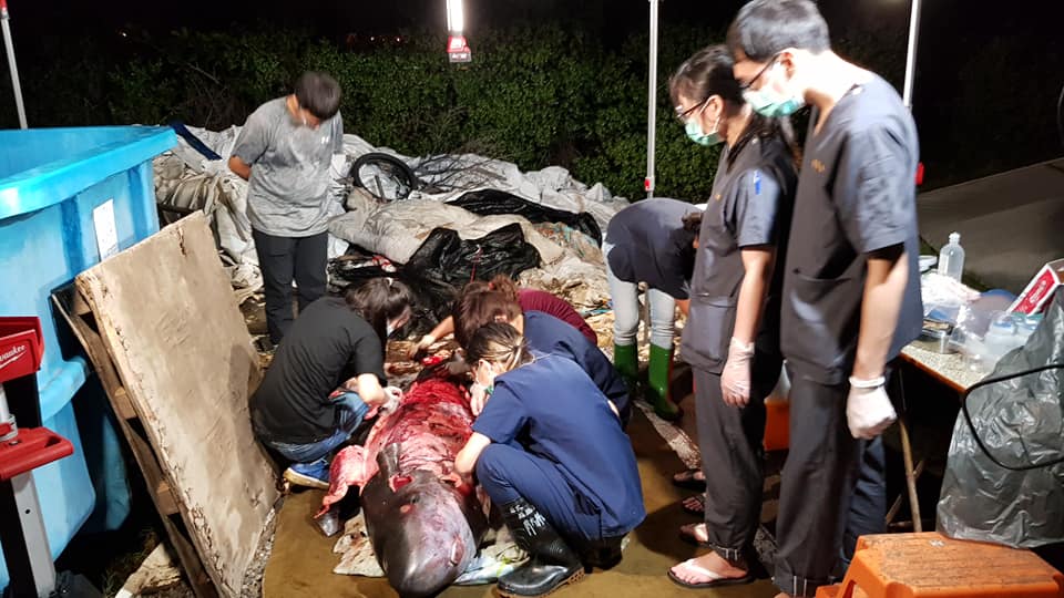 侏儒抹香鯨死亡後，眾人一同進行解剖釐清死亡原因。 翻攝/成功大學海洋生物鯨豚研究中心
