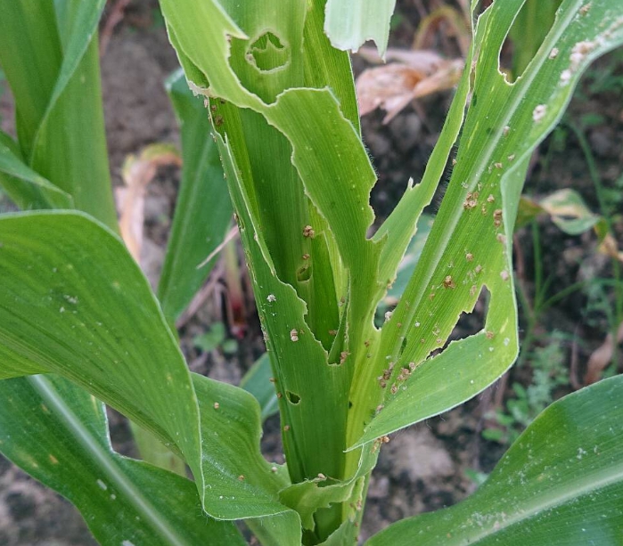 玉米遭秋行軍蟲危害的狀況。 防檢局/提供