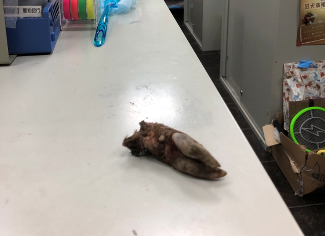 由於山羌左前肢已壞死必須截肢處理。 基隆動保所/提供