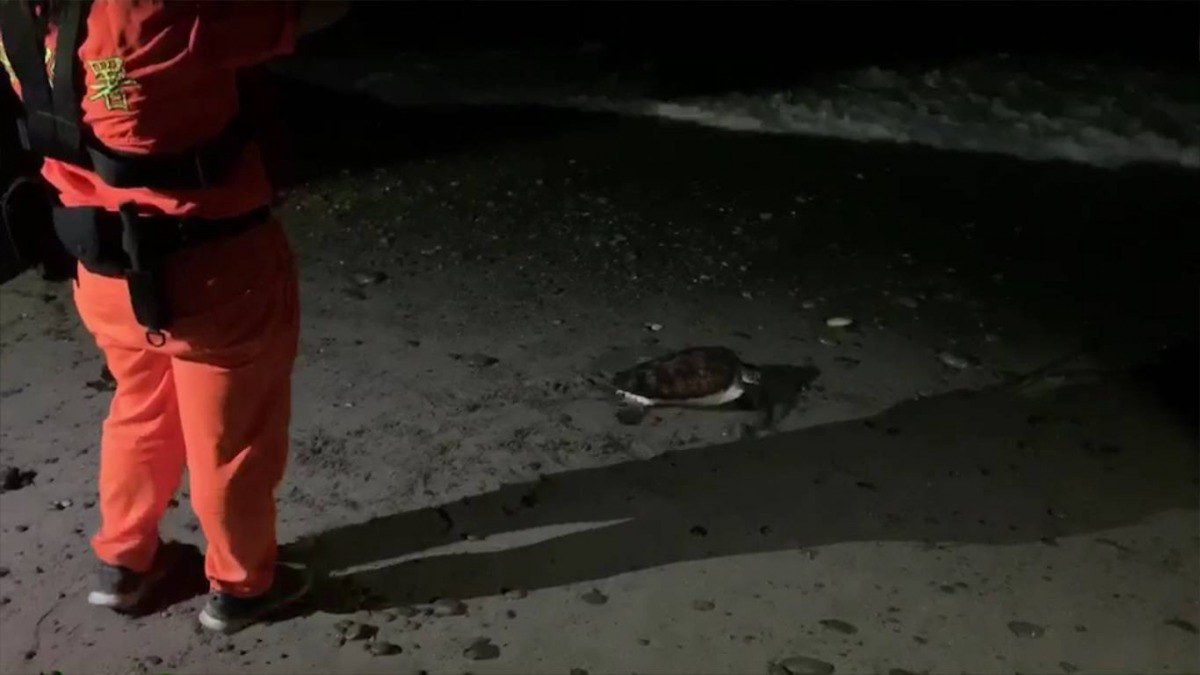 經過確認身體健康狀況良好後，將海龜野放回到大海。 海巡署/提供