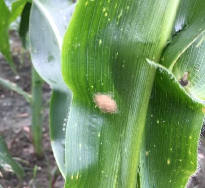 台東縣鹿野鄉發現到的秋行軍蟲卵塊。 防檢局/提供