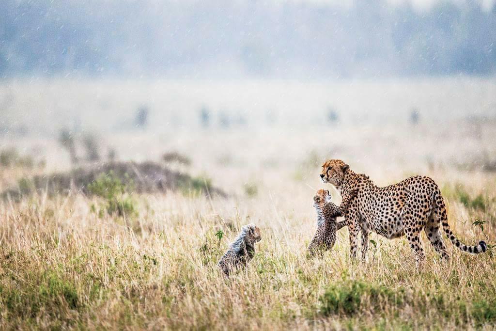 非洲肯亞大草原上的獵豹母子。 彭雲鋒/提供