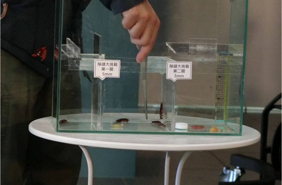 蟑螂挑戰穿越0.3公分的縫隙。國立自然科學博物館/提供