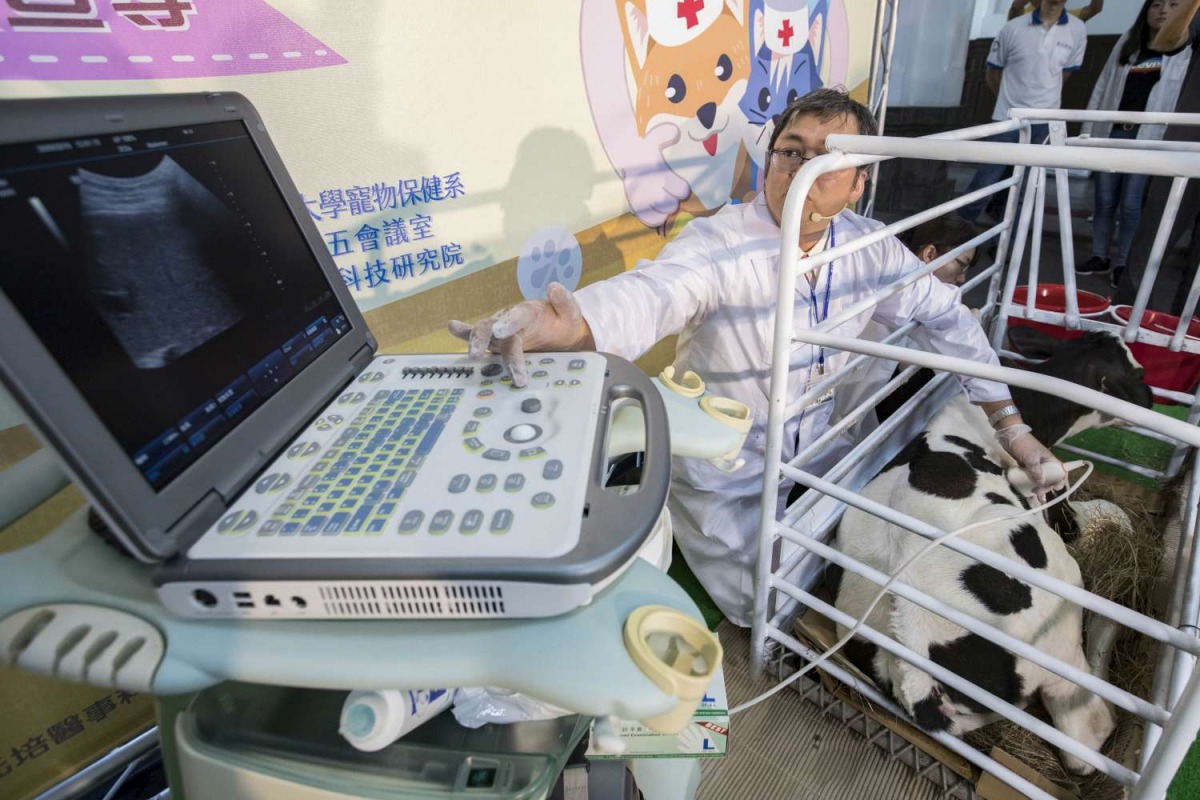 獸醫師替香山牧場的乳牛進行超音波檢查，參加小小獸醫營的話也可以親自體驗。 新竹市政府/提供