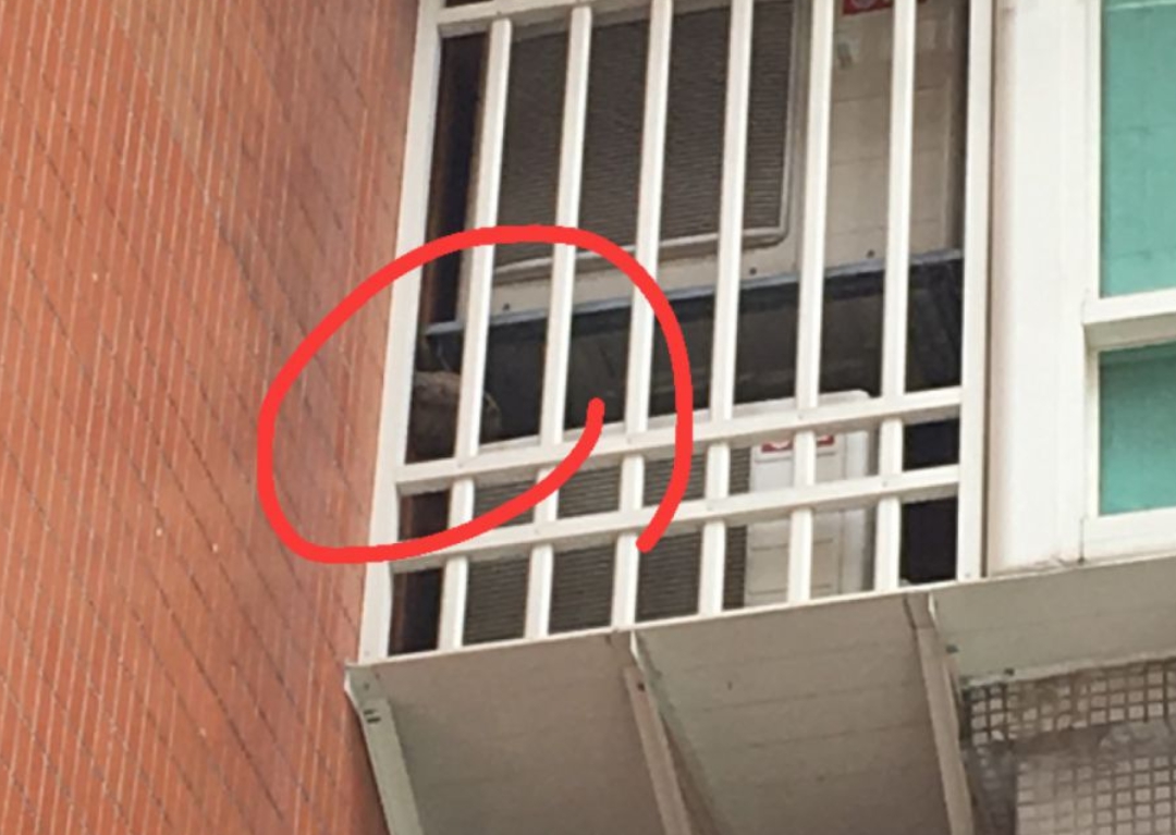 冷氣機下方的死角處也是虎頭蜂喜歡築巢的地方。 新北市動保處/提供