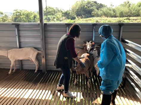 防疫人員進入羊舍後，農友協助安撫羊隻。 新北市動保處/提供