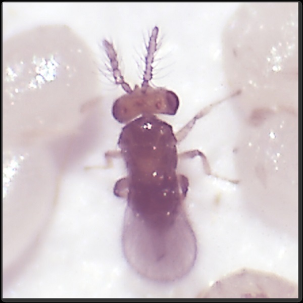 秋行軍蟲的天敵赤演卵蜂。 農委會/提供