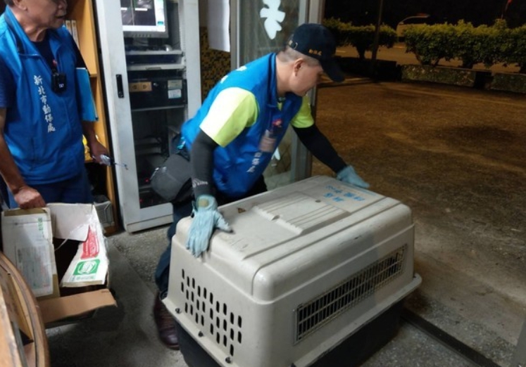 動保處人員將受傷的山羌帶至動物醫院治療。 瑞芳警分局/提供