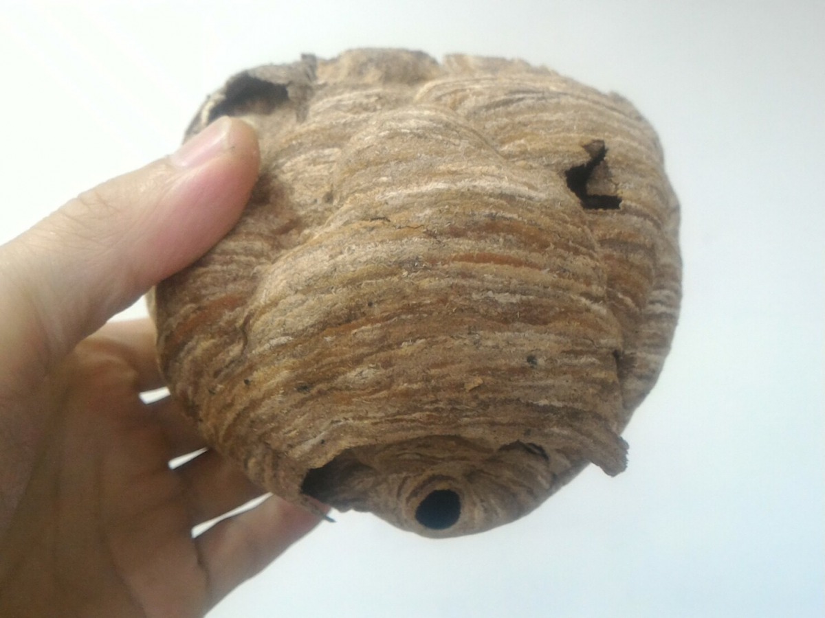 虎頭蜂窩的外觀為木質紋路，底下有明顯的出入孔。 新北市動保處/提供