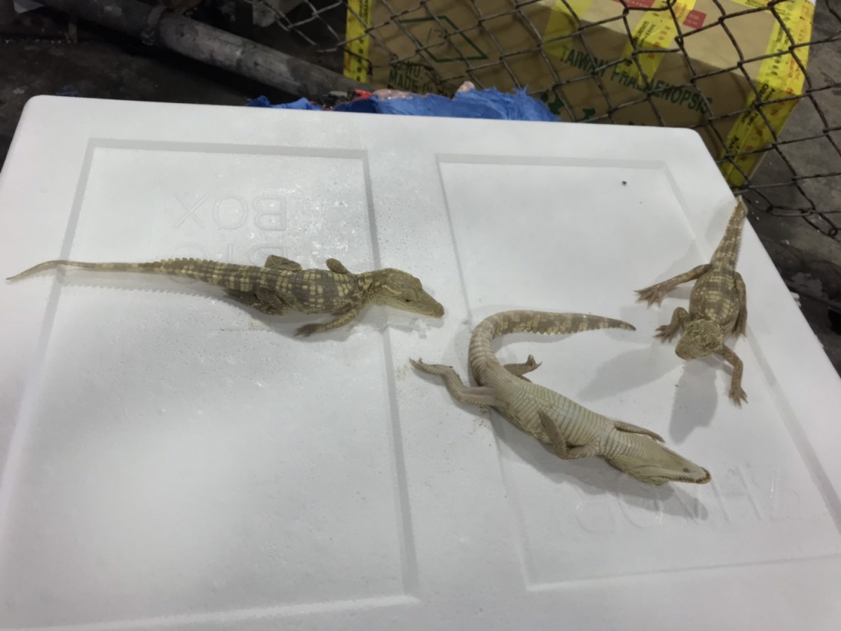 台北關在桃園機場查獲到3隻鱷魚，其中2隻在狹小的走私空間當中死亡。 台北關/提供