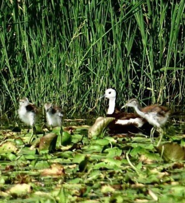 水雉爸爸與剛孵化的水雉寶寶。 高雄市養工處/提供