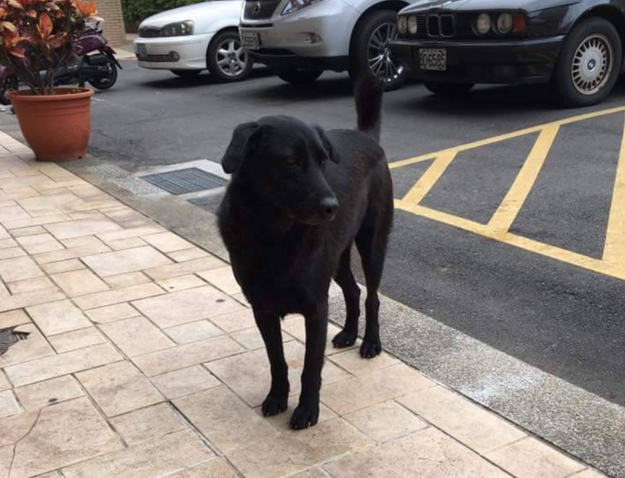 原是流浪犬的「小黑」絕育後成為多數社區居民認同的社區犬。 新北市動保處/提供