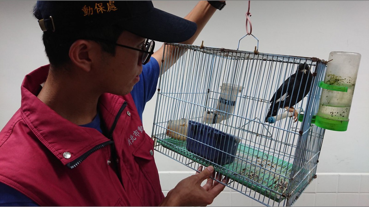 動保處人員將臺灣八哥帶回暫時安置。 新北市動保處/提供