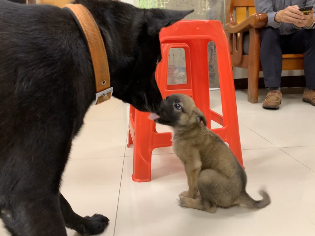 「咖啡」在熟悉派出所環境後便開始與黑狗哥哥互動。 新北市動保處/提供
