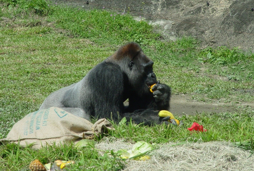 「寶寶」特別愛吃台灣在地生產的水果。台北市立動物園/提供