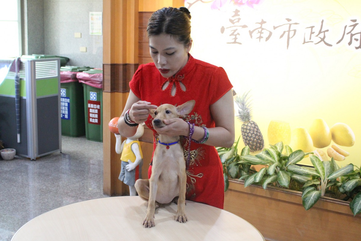 臺南市寵物商業同業公會理事長黃曉亭實作基本寵物美容技巧。 姚崇仁/攝