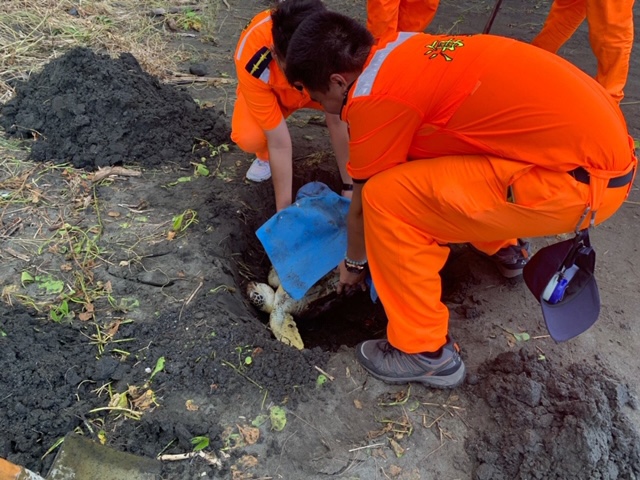海巡人員就地掩埋死亡海龜。第一三岸巡隊/提供