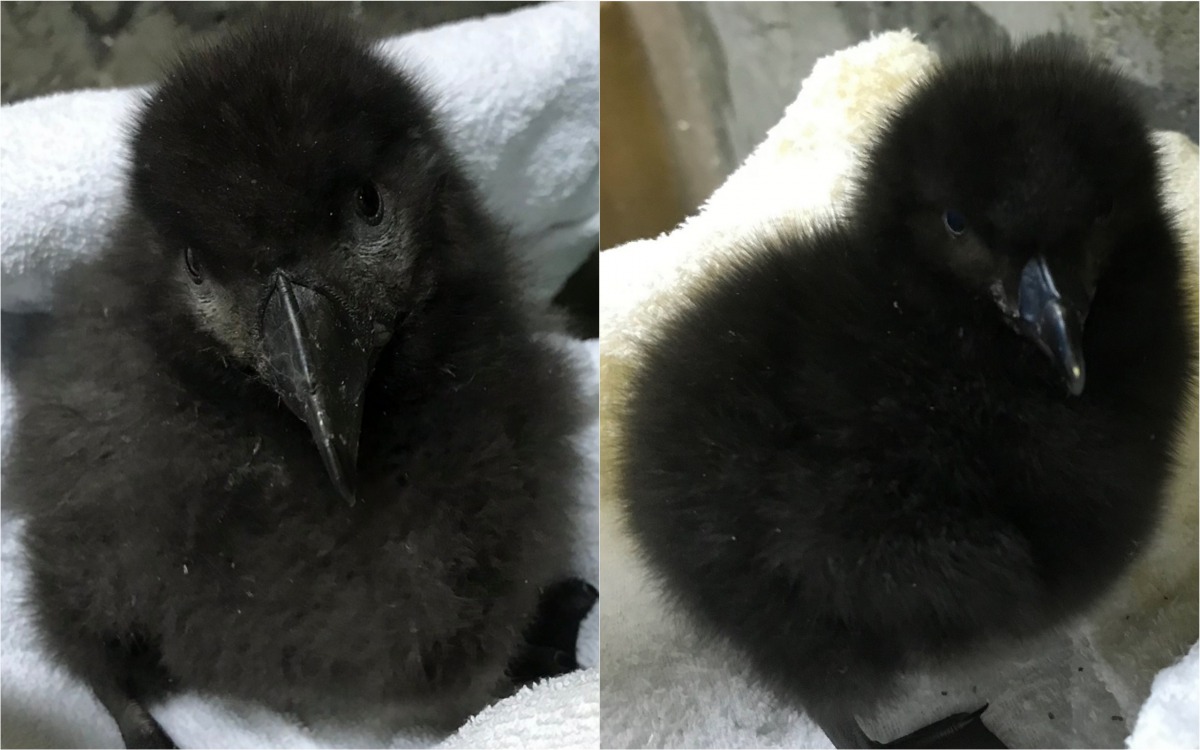 剛出生的鳳頭海鸚鵡寶寶模樣十分可愛。 海生館/提供