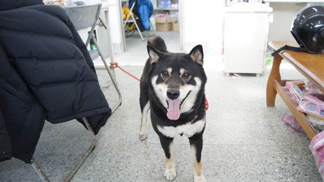 飼主得知愛犬遭絕育氣得要控告動保所毀損財產。基隆動物保護防疫所/提供