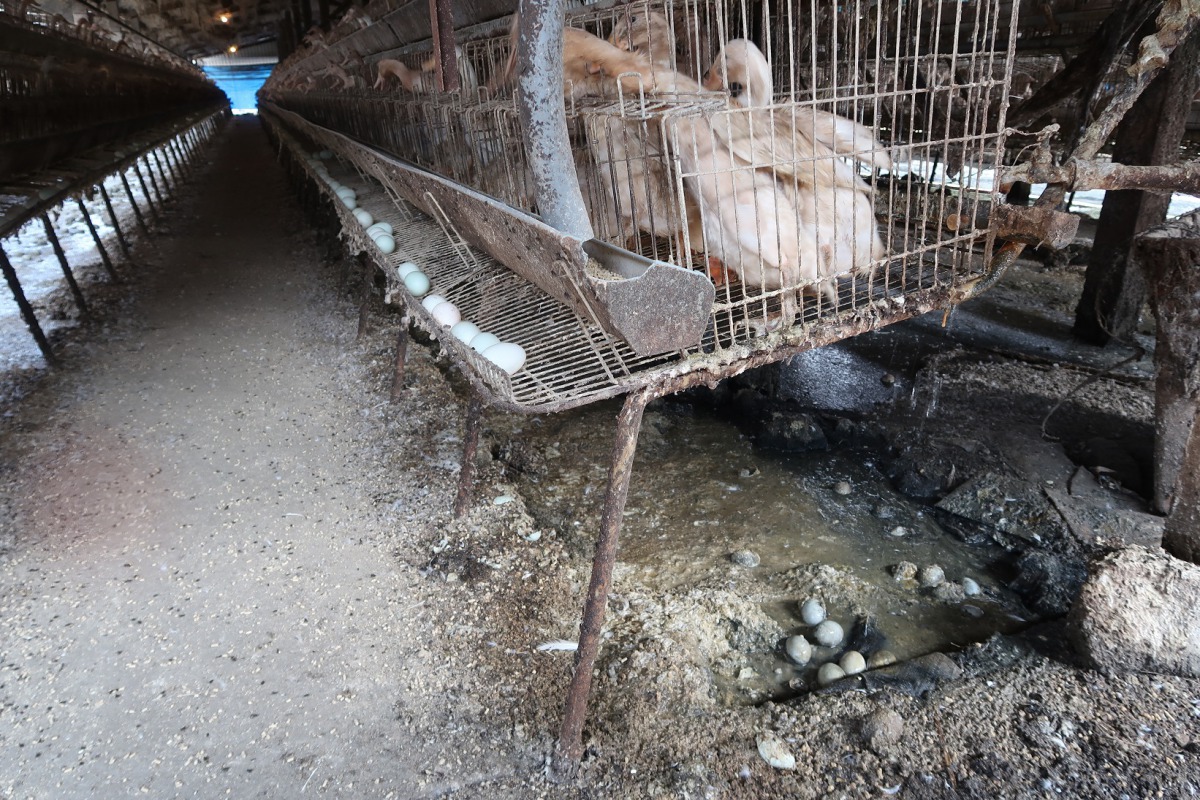 格子籠蛋鴨生活在糞尿堆積的惡劣環境中。台灣動物社會研究會/提供