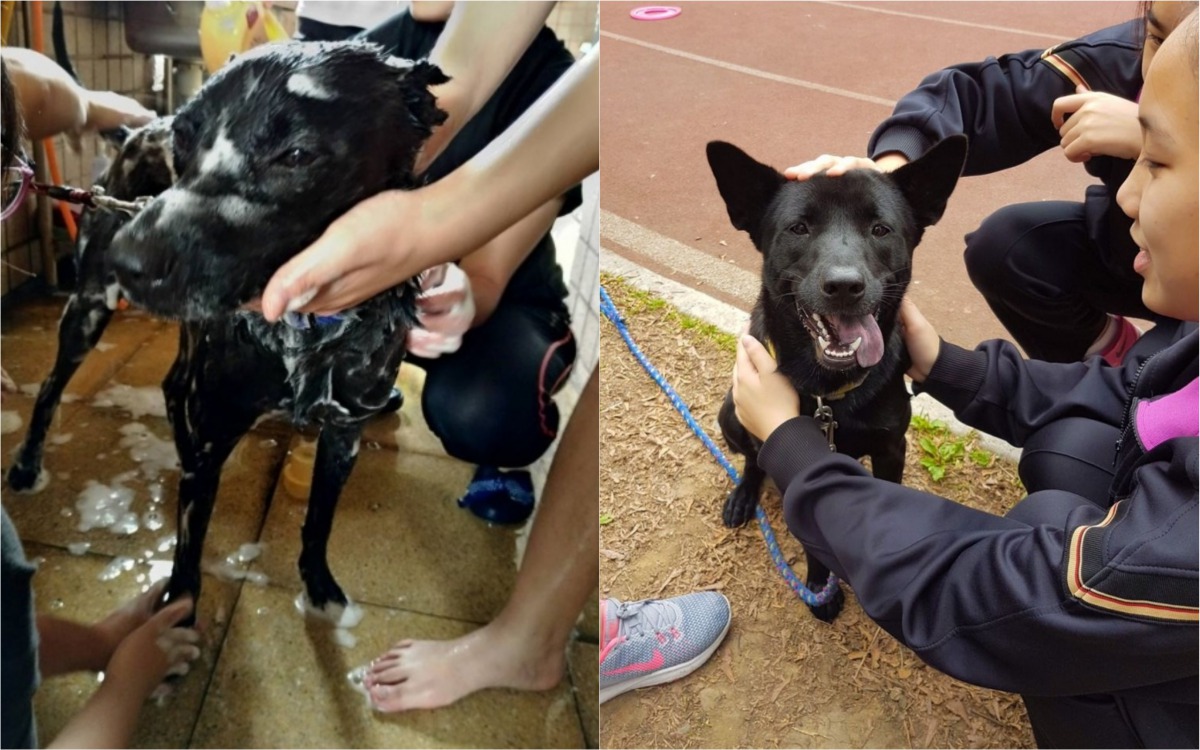 鶯歌高職學生幫「黑妞」洗澎澎(左),「黑妞」平時喜歡跟學生討摸摸(右邊)。 鶯歌高職老師廖婉如/提供