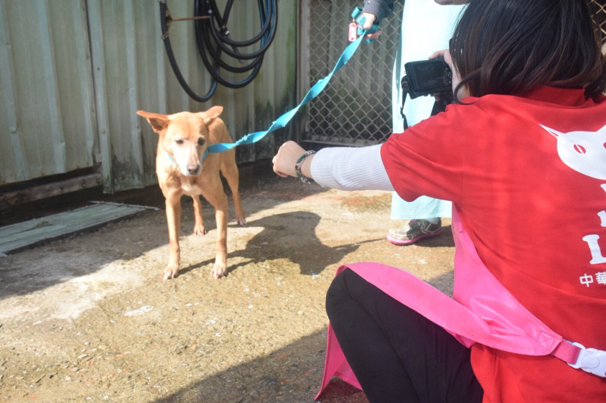 個性比較膽小、害羞的狗狗需要用牽繩才有辦法帶出來。 姚崇仁/攝