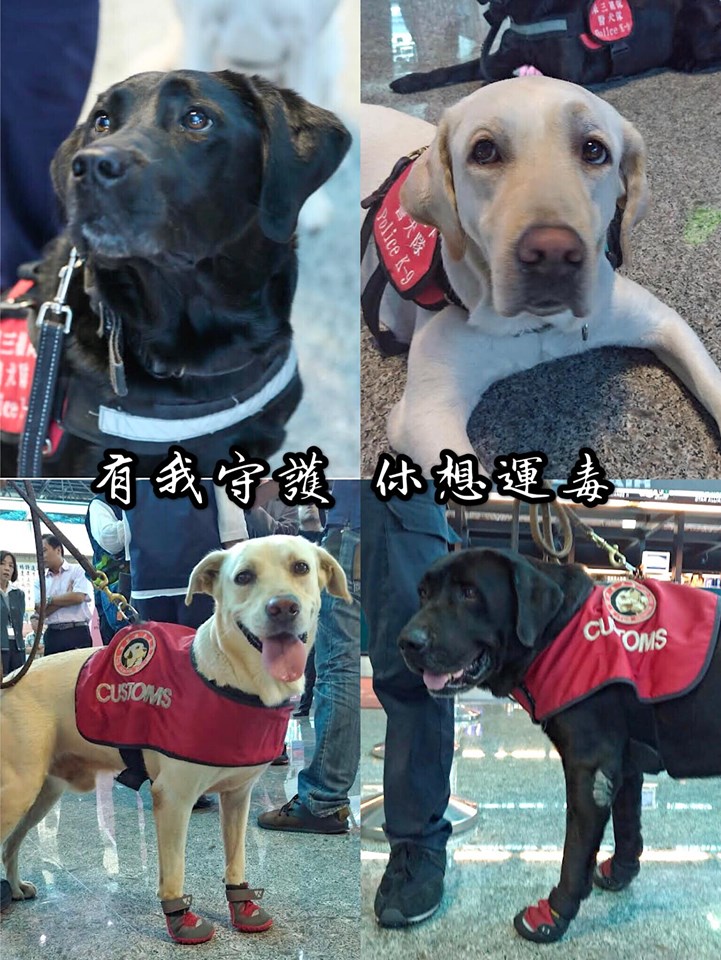 於桃園機場值勤的緝毒犬以拉布拉多為主要品種。翻攝/航空警察局粉絲專頁