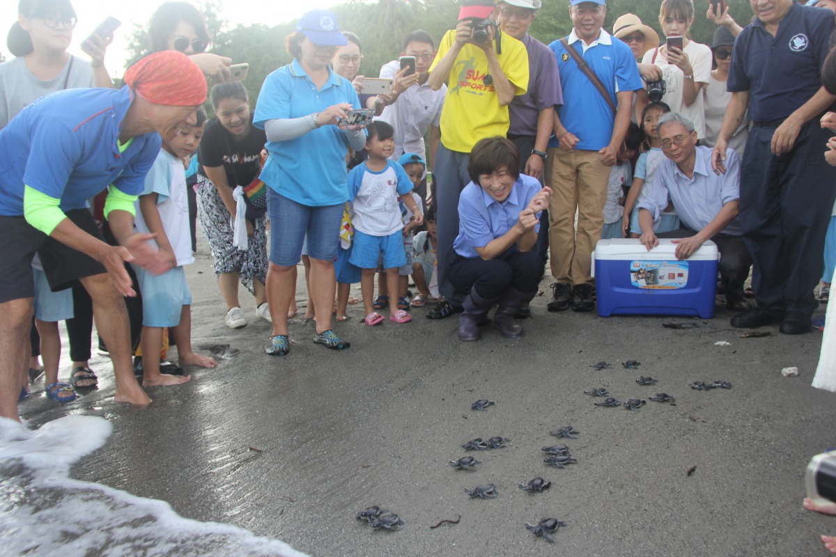 剛孵化的小綠蠵龜在眾人的陪同下爬向大海。 台東縣政府/提供