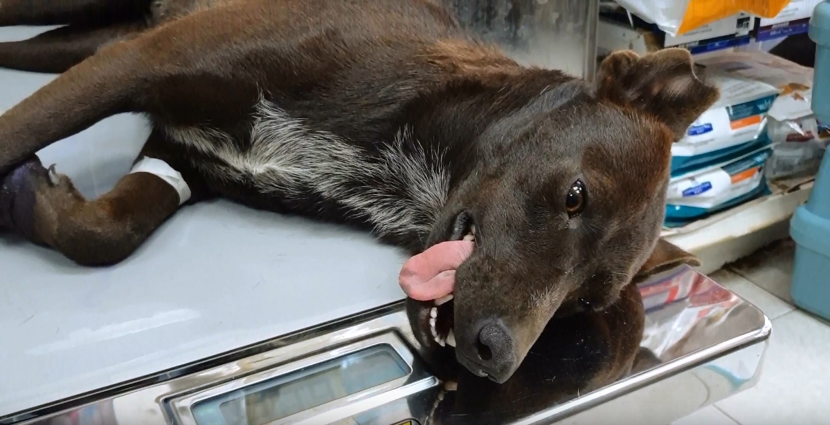 受傷的黑狗目前在動物醫院住院觀察。台灣動物緊急救援小組/提供