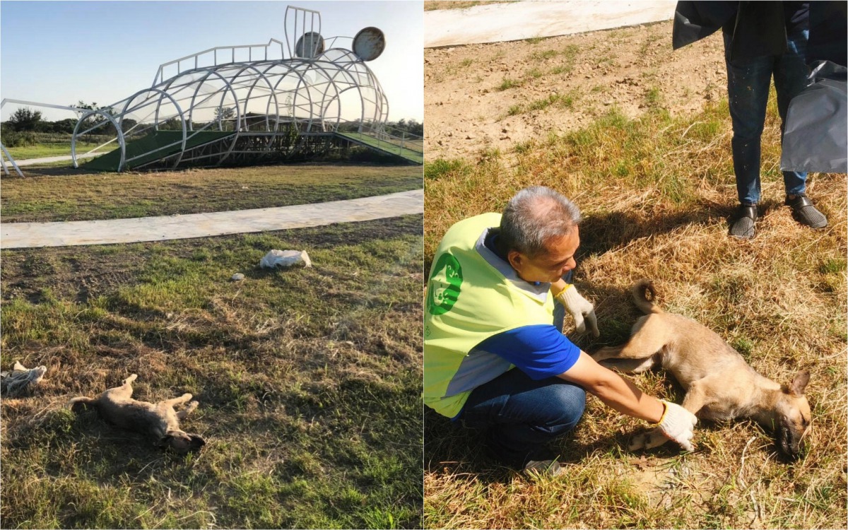 水資源公園的著名地標設施旁有一隻疑似遭毒死的浪犬(左)，後續交由動保所妥善處理。浪愛傳遞/提供