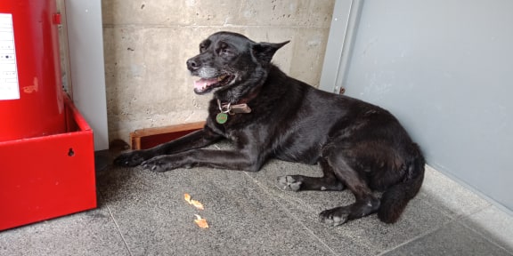 桃子腳中小學校犬「小黑」。 新北市動保處/提供