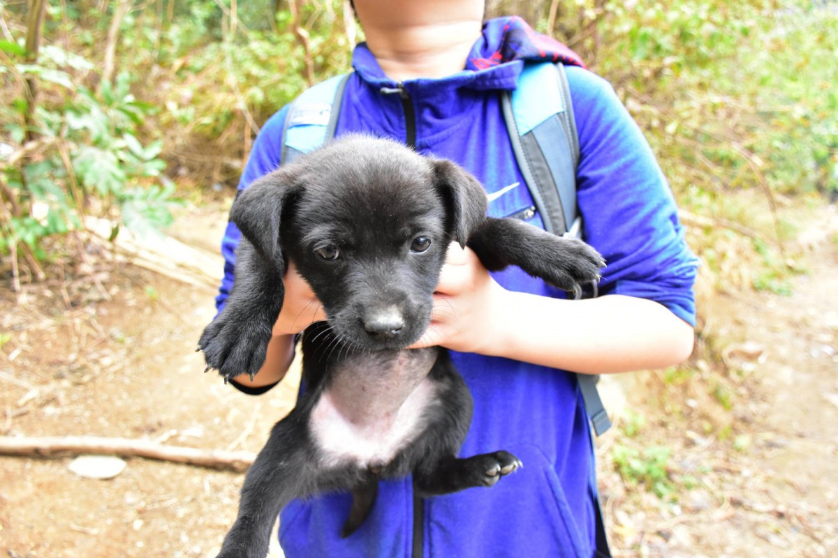 林先生與兒子合力將幼犬帶下山安置。 林先生/提供