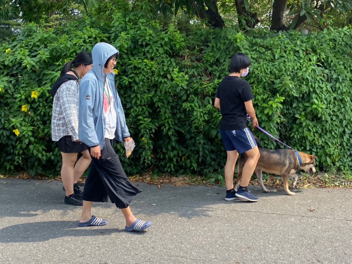 志工學員們帶灣裡收容所的狗狗到戶外散步。 姚崇仁/攝