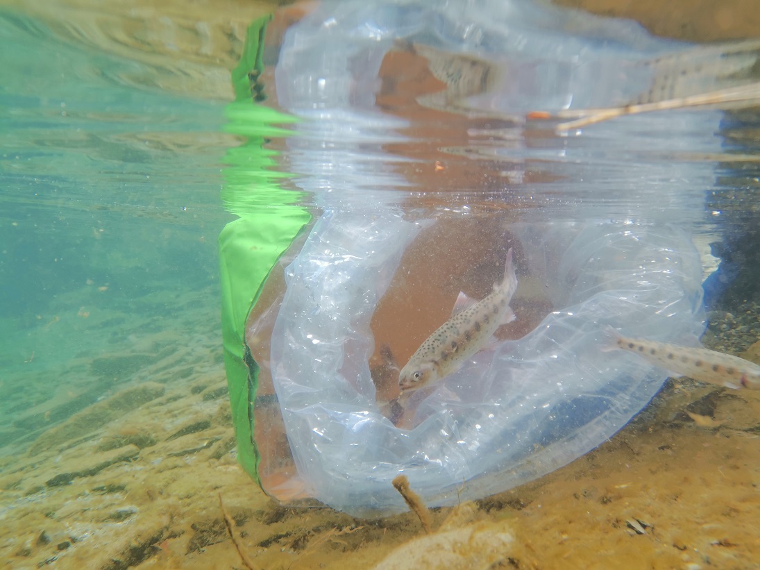 剛抵達新家的小櫻花鉤吻鮭。 雪霸處/提供