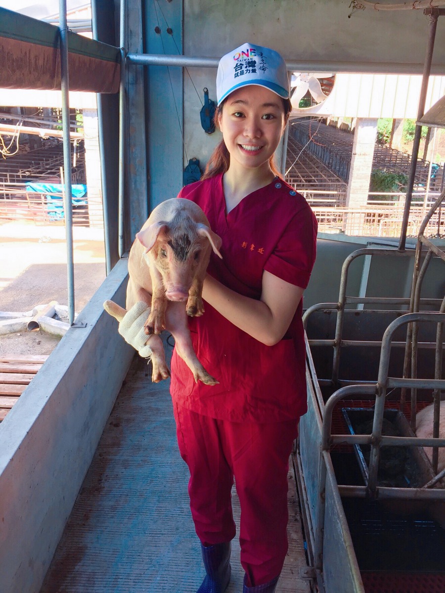 台南全大豬場實習的劉韋廷。 劉韋廷/提供