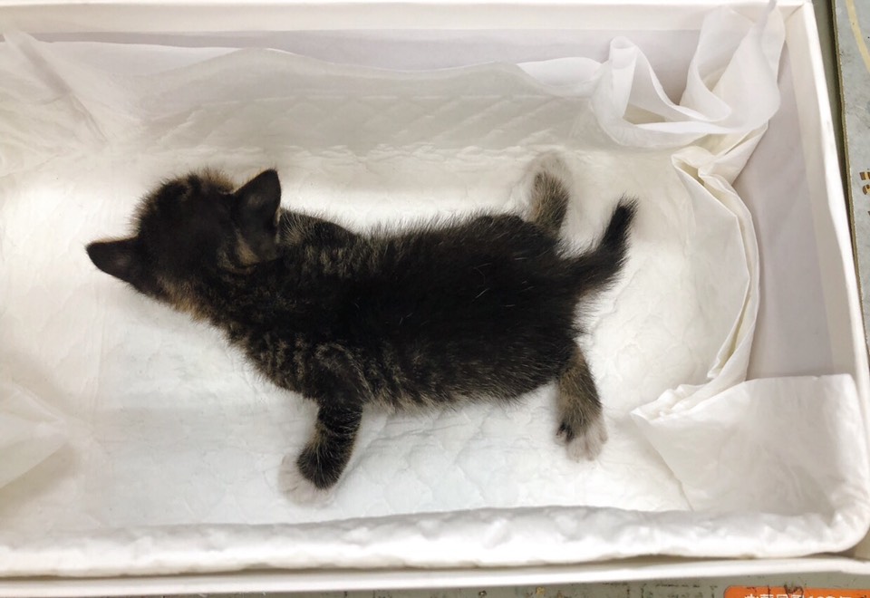 剛到動物之家時的「摩卡」,因先天畸形而後腿癱瘓。 新北市動保處/提供