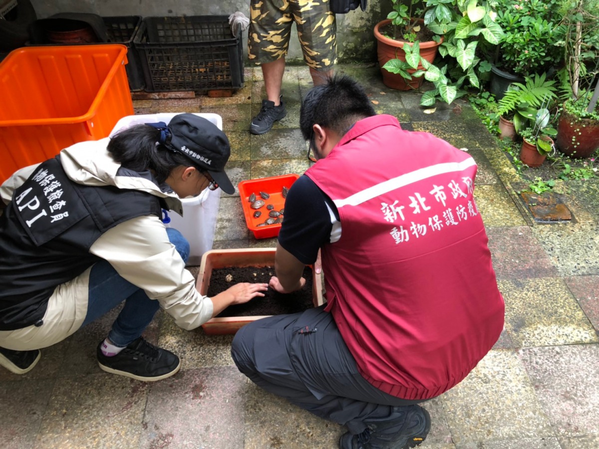 雙北動保處稽查人員在現場發現4顆龜蛋。 新北市動保處/提供