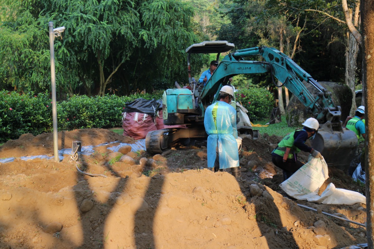 林管處掘出及撿拾殘根來防治褐根病。 嘉義林管處/提供