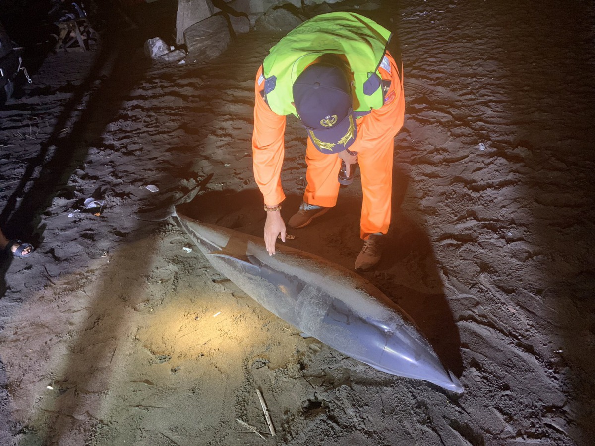 5日晚間發現到的死亡弗氏海豚。海巡署北部分署/提供