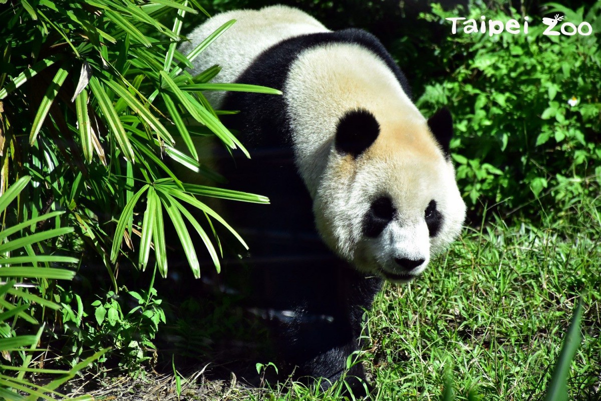 增加動物園的休園日可以讓受人熱愛的大貓熊「圓仔」有更多休息時間。台北市立動物園/提供