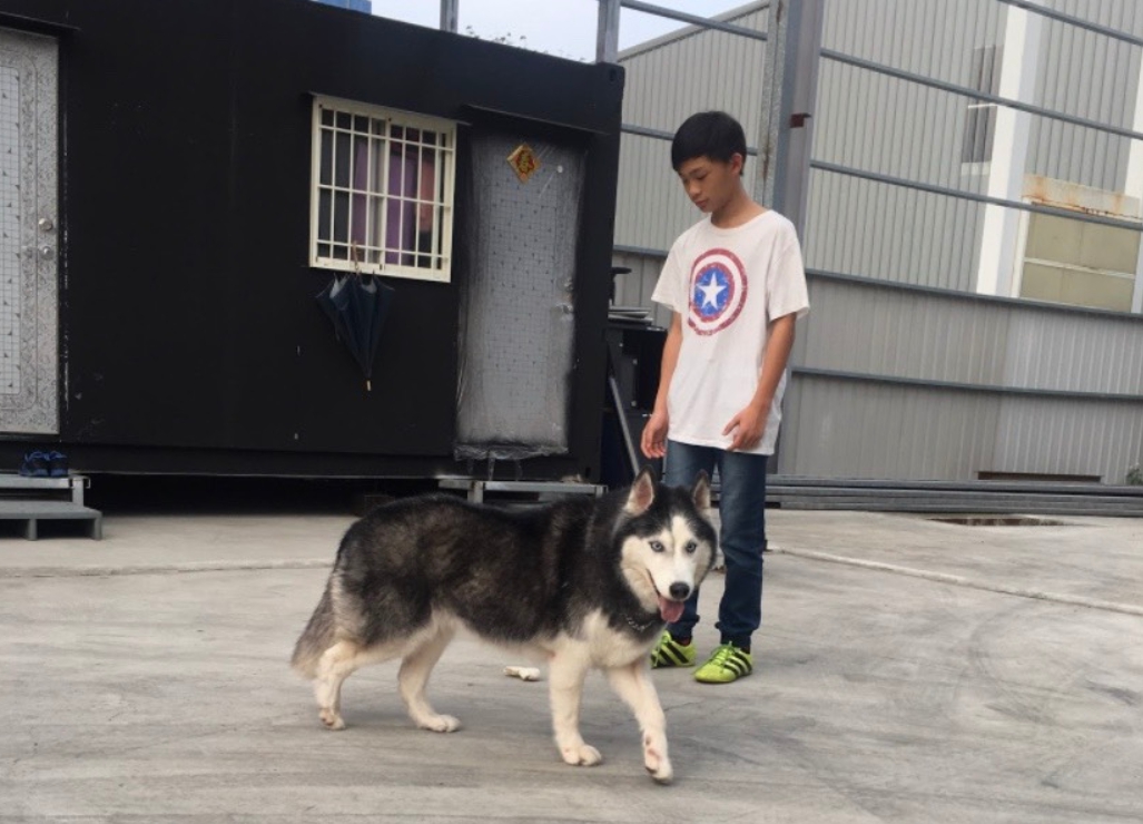 「狼妹」開心的外出放風。 新北市動保處/提供