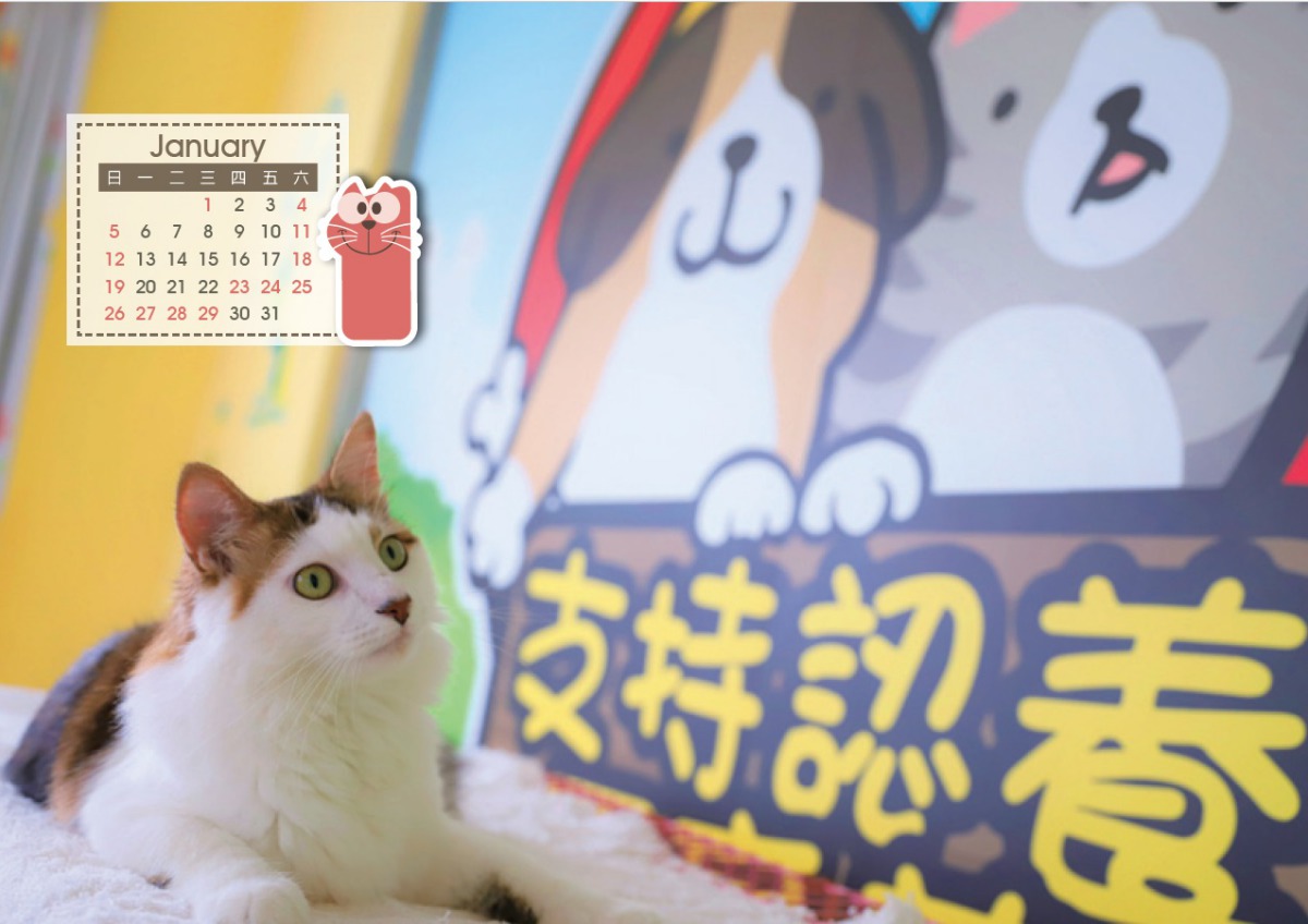 除了狗狗之外,桌曆內還有貓咪的照片。 台中市動保處/提供