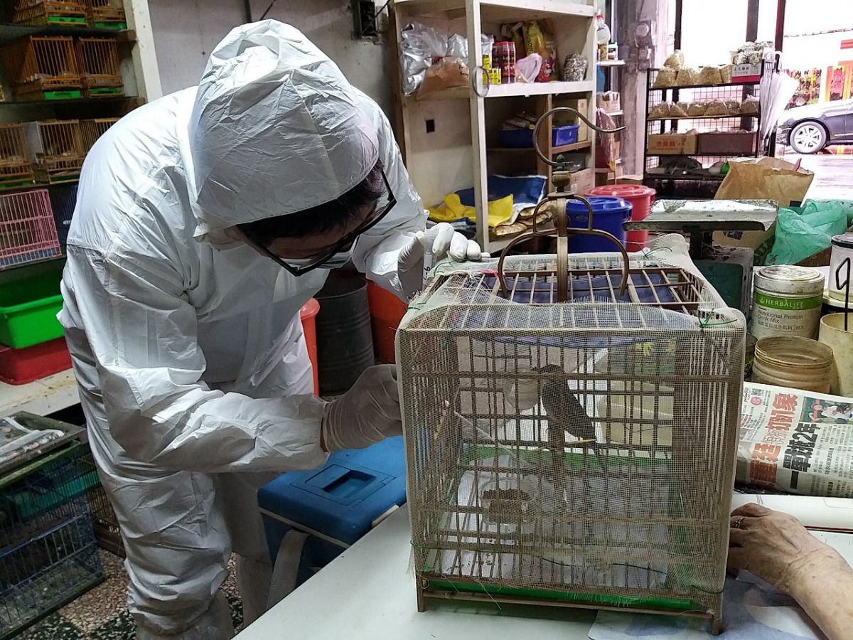 在禽流感防疫方面,寵物鳥園的檢測也不能馬虎。 新北市動保處/提供