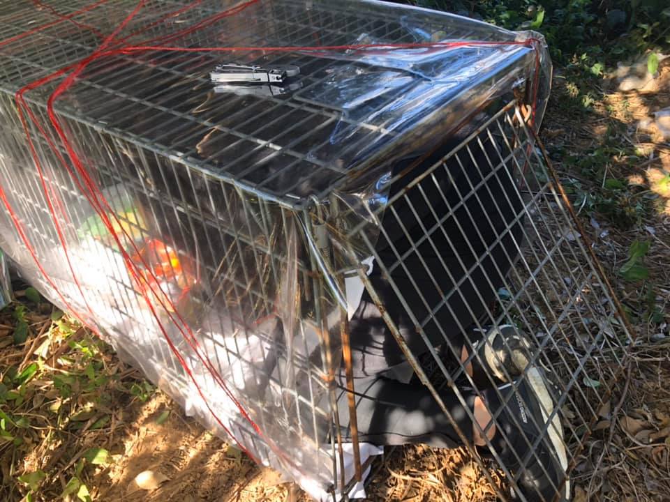志工設置誘捕籠進行誘捕。 邵柏虎/提供