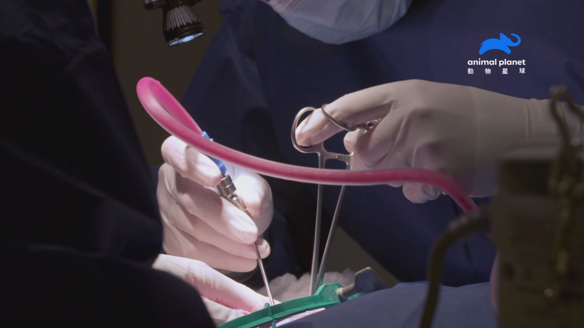 亞曼達花費25萬元幫「克洛維」動手術。 動物星球/提供